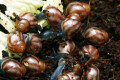 Achatina balteata infrafusca Congo juvenil